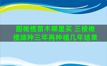 甜橄榄苗木哪里买 三棱橄榄嫁种三年再种植几年结果